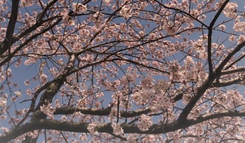 桜、春なんだなァ～　(新潟市中央区）