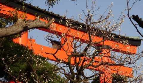 白山神社風物詩（梅と狛犬）