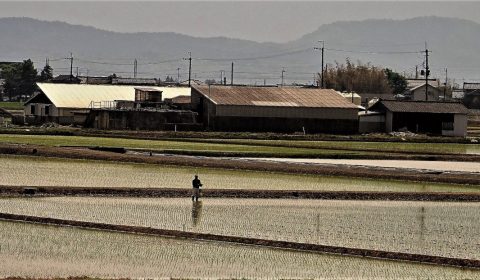 今年の田植え