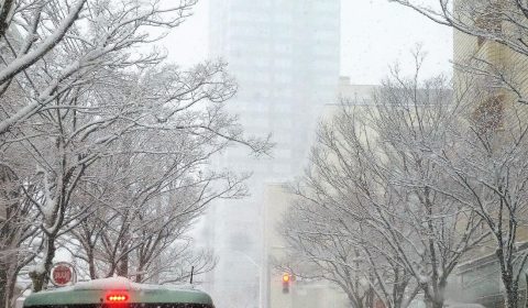 今年さいしょの雪の華