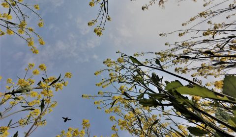 菜の花と虫と青空 （鳥屋野ファーブル）