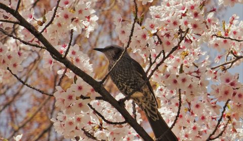 西大畑公園の良寛さん