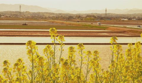 菜の花畑に入日薄れ