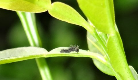 光からさらなる光を求めて（鳥屋野ファーブル）