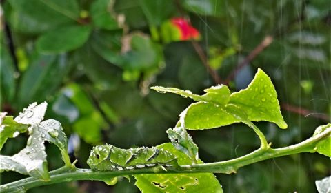 雨に唄えば　（鳥屋野ファーブル）