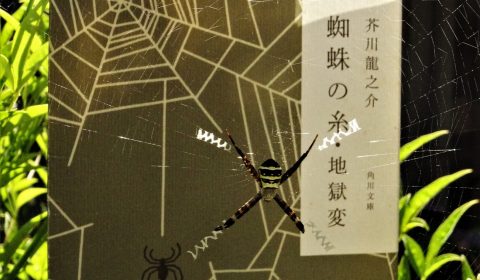 七月の晴釣雨読　　蜘蛛の糸