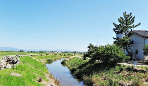 鳥屋野にみる長閑なコイのぶっ込み風景