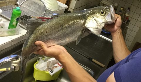 幸せな海スズキの毎日