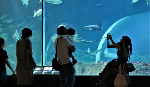 夏休みで賑わう新潟市マリンピア日本海