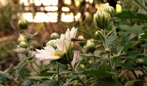 秋の日はとことん暮れて（鳥屋野ファーブル）