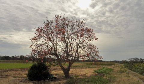 鳥屋野天寿園の柿