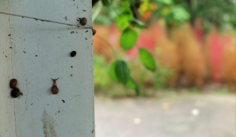 カタツムリの冬思案（鳥屋野ファーブル）