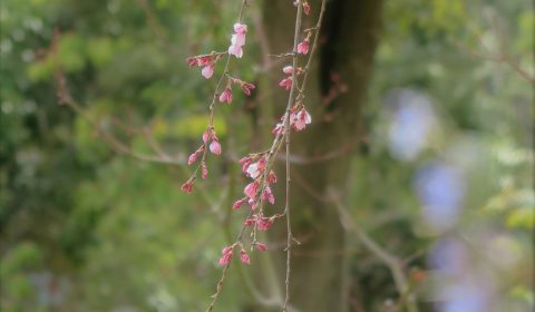 春なのだが