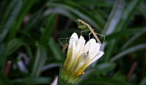 カマ坊と曽根の雨合羽（鳥屋野ファーブル）