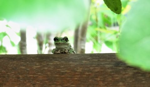 ねぇ、なにこれ⁉　ＮＯ６、（鳥屋野ファーブル）