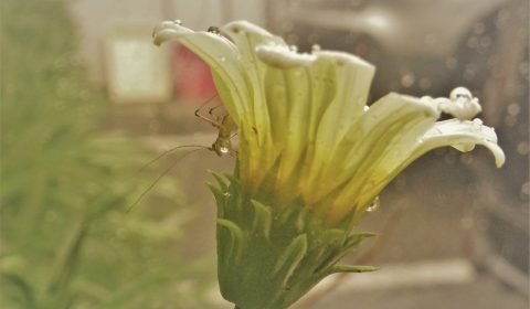 雨に濡れる、何か？（鳥屋野ファーブル）