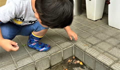 擬態をつかむ（鳥屋野ファーブル）