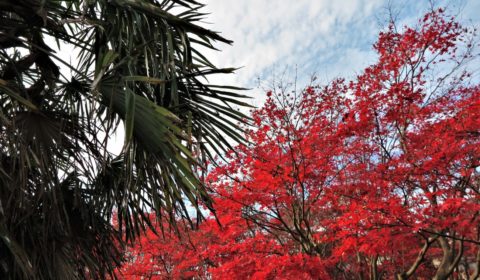 桜木の楓