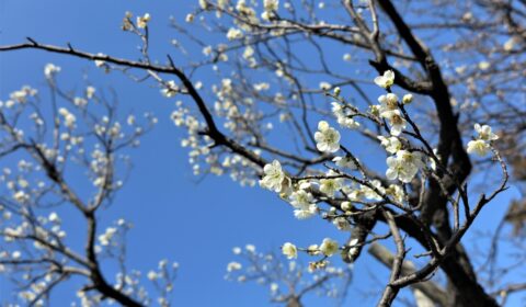 梅香に酔いしれる（白山神社の風物誌）