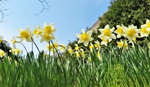 大震災に耐えた花言葉